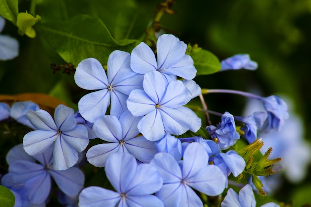 Hydrangea bloemen