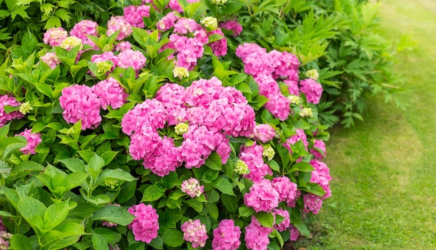 Hydrangea blooming in a garden.