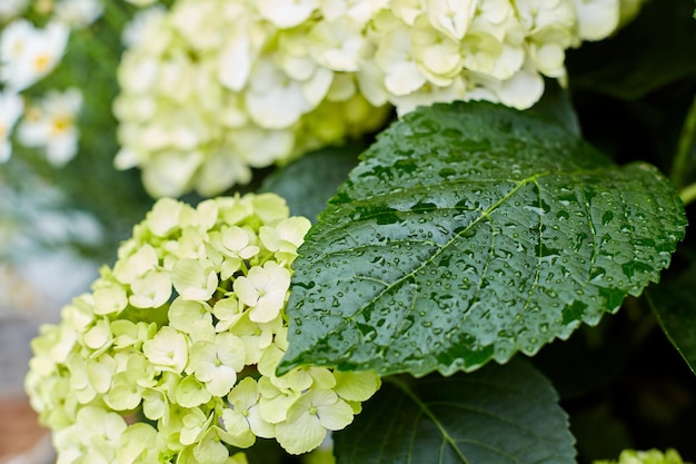 通りの花屋のカウンターにアジサイの花束