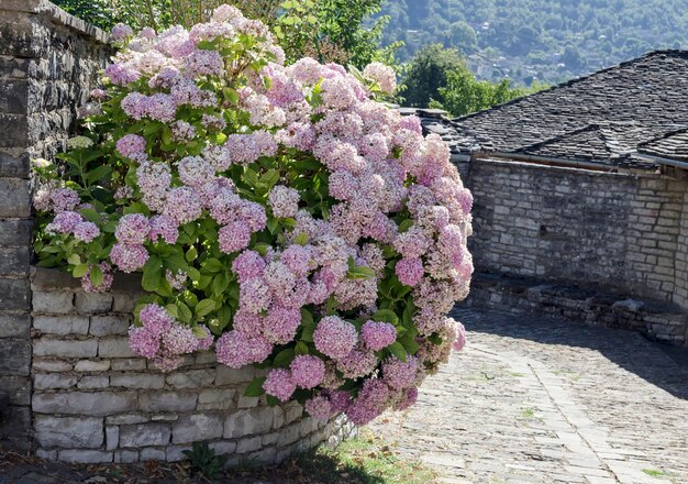 アジサイの茂みは、夏の晴れた日に山のクローズアップで育ちます