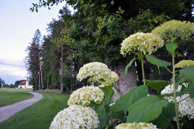 Hydrangea bushes with flowers on a blurred background of a city park