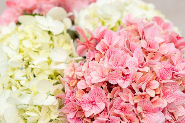 Hydrangea flower arrangement in a nice living room