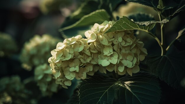 Hydrangea flower background Illustration Generative AIxD