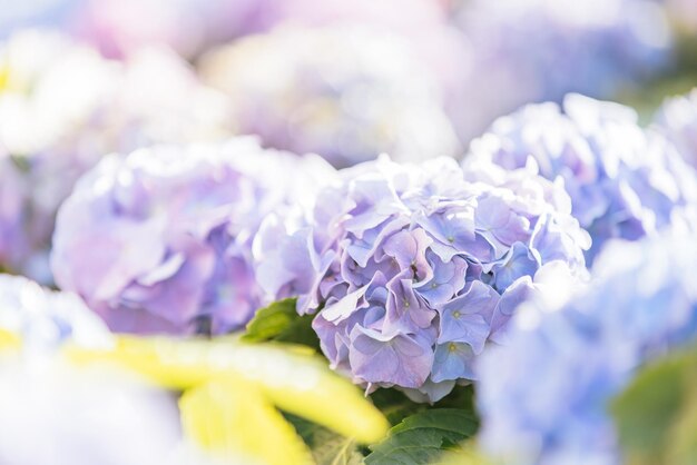 Hydrangea flower in close up with sunlight