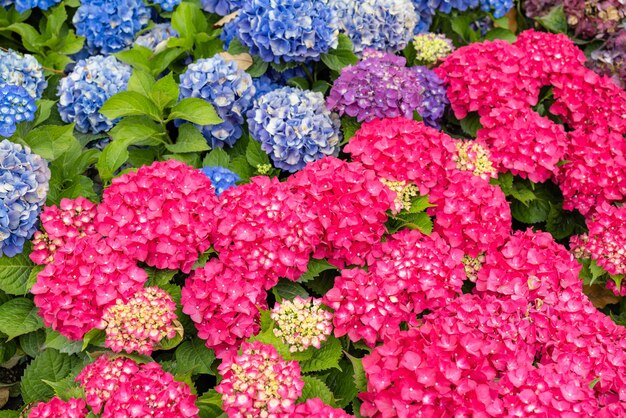 庭のホルテンジアの花