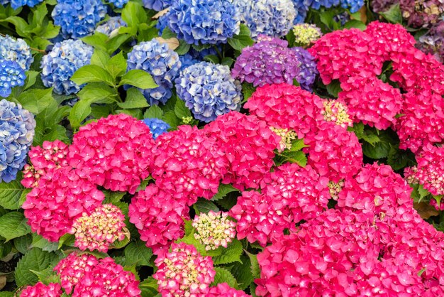 Foto fiore di ortensia in giardino