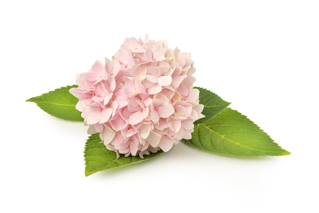 사진 흰색 배경에 고립 된 수국 꽃