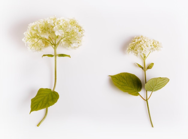 白に分離されたアジサイの花