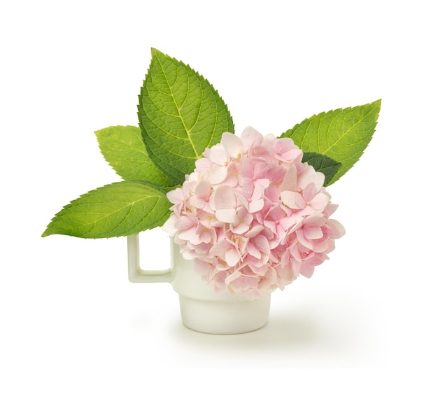 Hydrangea flower isolated on white background