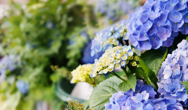 Hydrangea flower - selectie focus