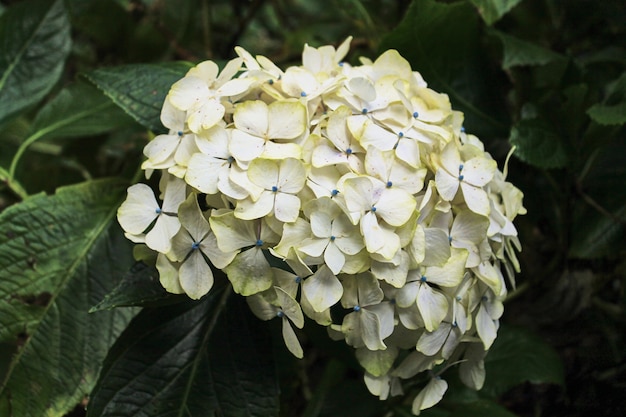 Hydrangea flower