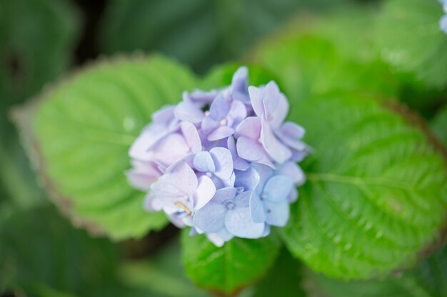 あじさいの花