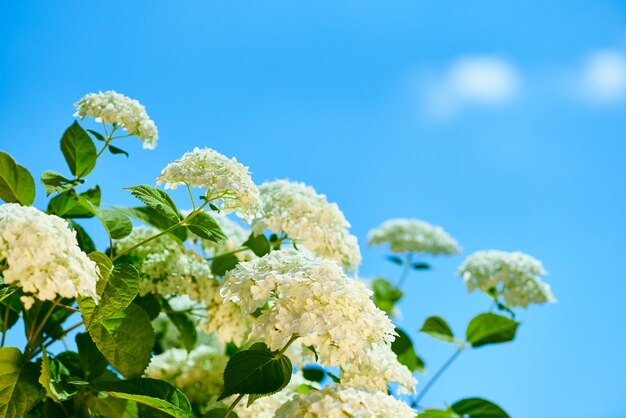 Hydrangea flowers against a blue sky