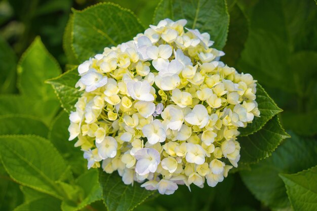 Hydrangea flowers are blooming in da lat garden this is a place
to visit ecological tourist garden attracts other tourism to the
highlands vietnam nature and travel concept selective focus