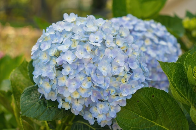 Hydrangea flowers are blooming in da lat garden this is a place
to visit ecological tourist garden attracts other tourism to the
highlands vietnam nature and travel concept selective focus