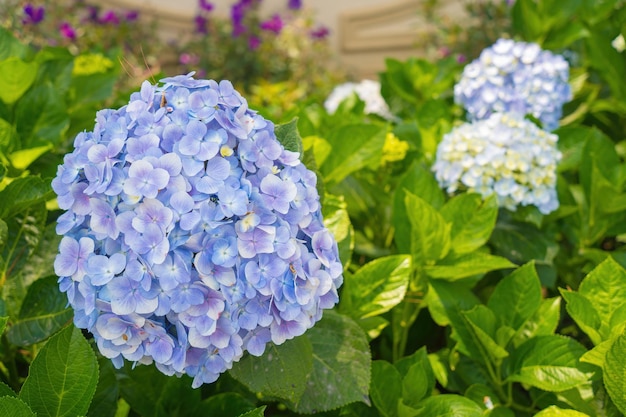 Hydrangea flowers are blooming in da lat garden this is a place
to visit ecological tourist garden attracts other tourism to the
highlands vietnam nature and travel concept selective focus