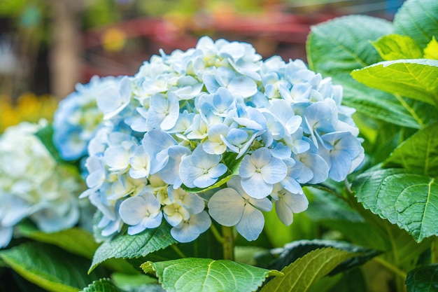 Hydrangea flowers are blooming in da lat garden this is a place to visit ecological tourist garden attracts other tourism to the highlands vietnam nature and travel concept selective focus