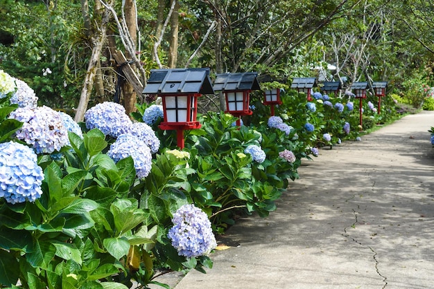 Hydrangea flowers in the city of Da Lat in Vietnam