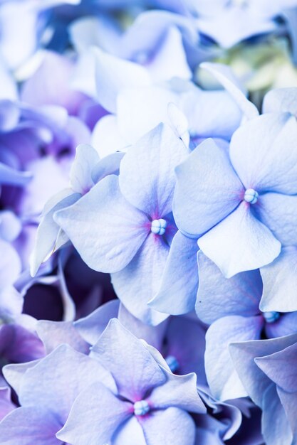 アジサイの花が背景としてクローズアップ