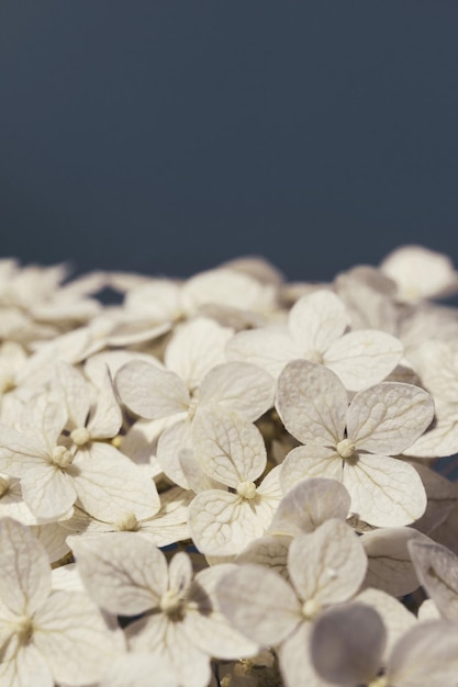 Hydrangea flowers closeup on a blue background with copy space