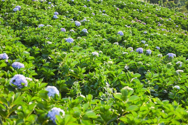 Hydrangea flowers field in the hydrangea garden beautiful flower bloom under the hot sunshine