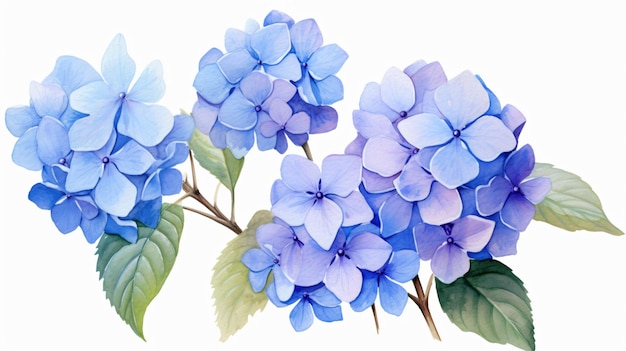 Hydrangea flowers isolated on white background