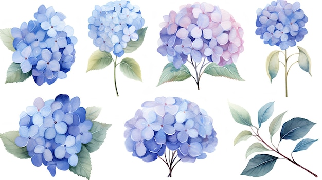 hydrangea flowers watercolor illustration