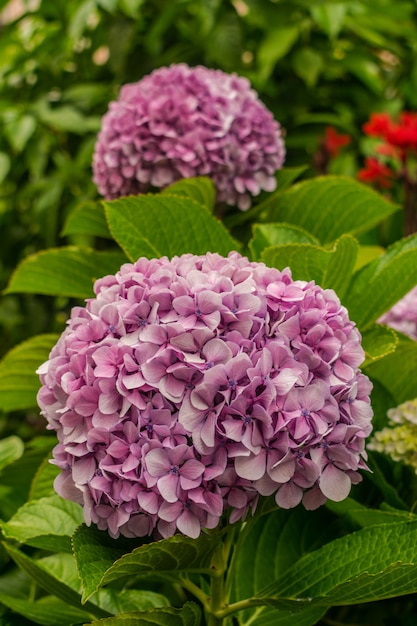 Hydrangea flowers 