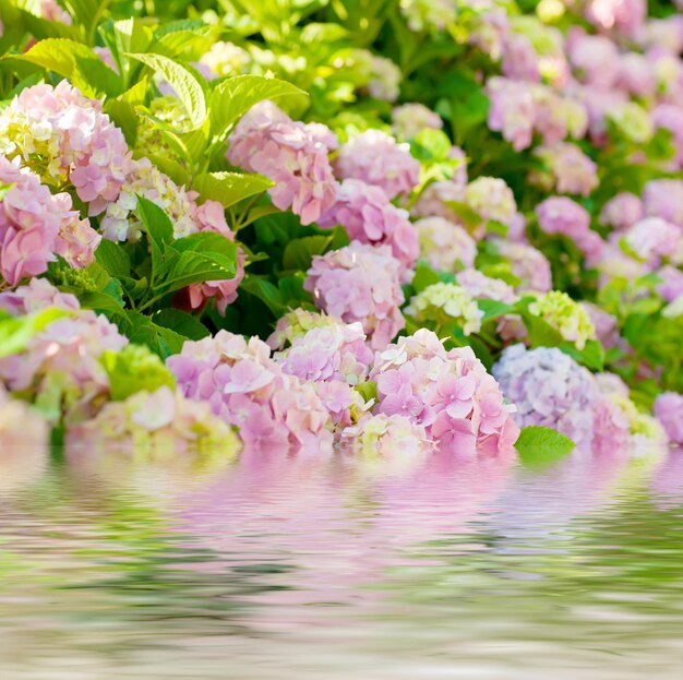 Hydrangea flowers