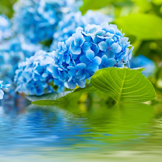 Hydrangea flowers