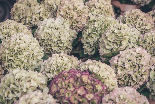 Hydrangea flowers 