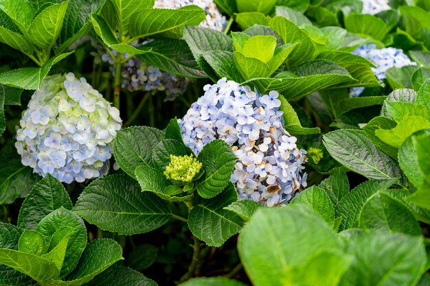 흐린 날 베트남 달랏(Da Lat)의 수국 정원 베트남 산악 도시의 전형적인 꽃 달랏(Da Lat)은 유명한 관광 도시입니다