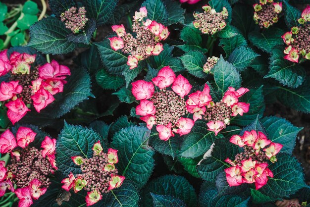 Hydrangea in the garden