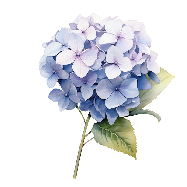 hydrangea hortensia flower isolated on white background beautiful watercolour style illustration