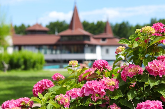 Hydrangea or hortensia flowers against blurred background with blurred building in Heviz Hungary