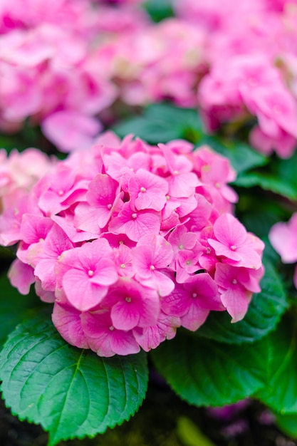 Hydrangea hortensiabloem (Hydrangea hortensiamacrophylla) in een tuin