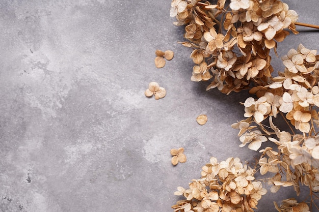 Hydrangea hortesia dried flowers on a gray background with space for text top view Closeup