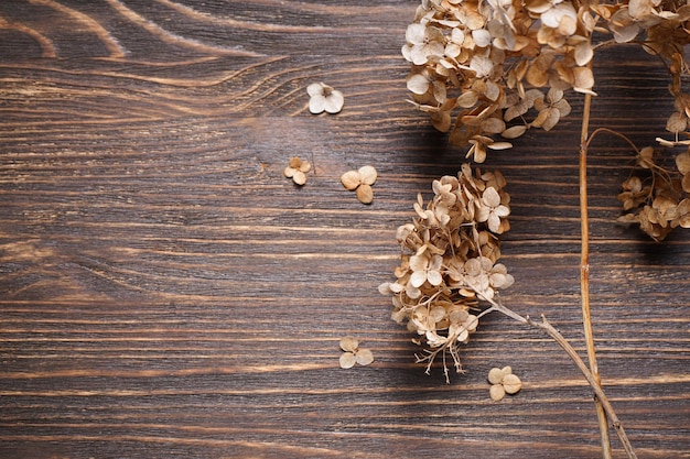 Hydrangea hortesia dried flowers on a wooden background with space for text top view Vintage style