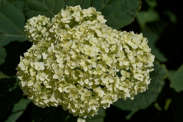 Соцветие гортензии (лат. Hydrangea). Цветет гортензия в саду.