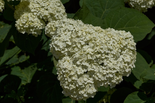 Соцветие гортензии (лат. Hydrangea). Цветет гортензия в саду.