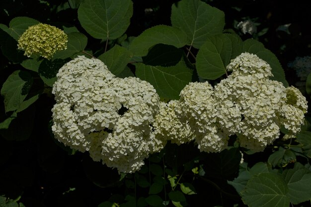 Фото Соцветие гортензии (лат. hydrangea). цветет гортензия в саду.