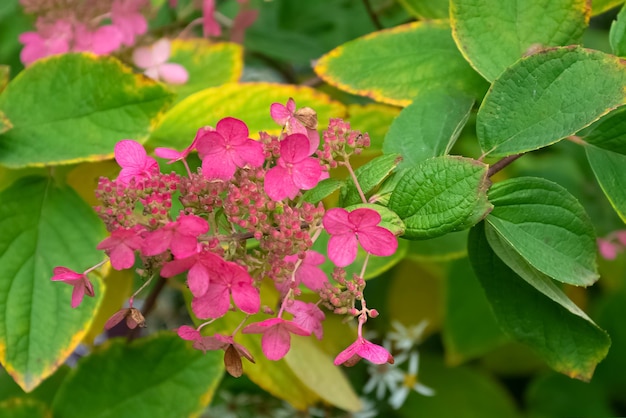 庭のクローズアップの茂みの黄色い葉の間にピンクの花とアジサイの花序