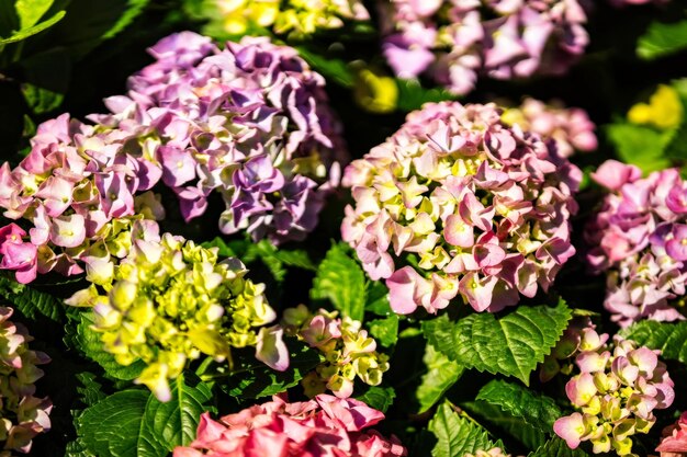 Foto l'ortensia è rosa, blu, lilac, viola, fiorita. i fiori fioriscono in primavera e in estate.