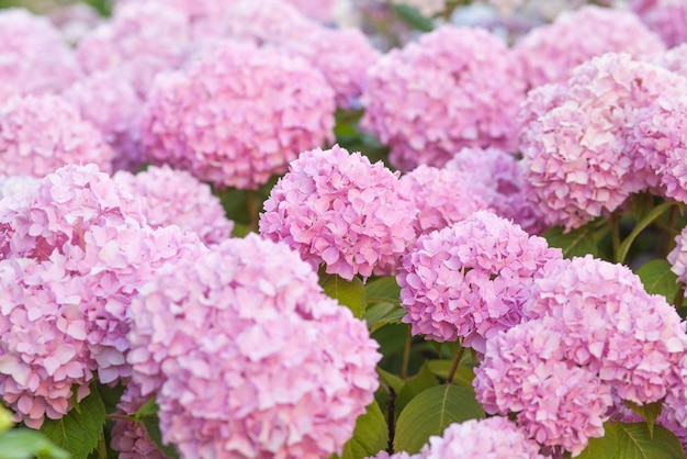 Hydrangea is pink flowers are blooming in spring.