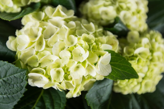 Hydrangea lemon green white flowers big head close up