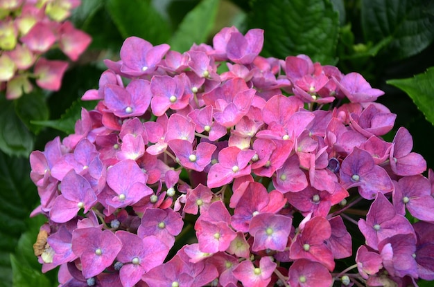 Hydrangea macrophylla in the garden