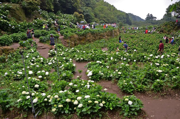 Hydrangea macrophylla in the garden