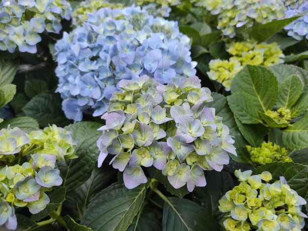 Hydrangea macrophylla is een soort bloeiende plant in de familie Hydrangeaceae, afkomstig uit Japan.