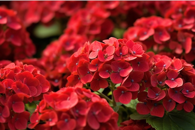 Hydrangea macrophylla is a genus of flowering plants in the family Hydrangeaceae