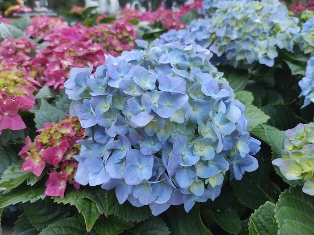 Hydrangea macrophylla is a species of flowering plant in the family Hydrangeaceae, native to Japan.